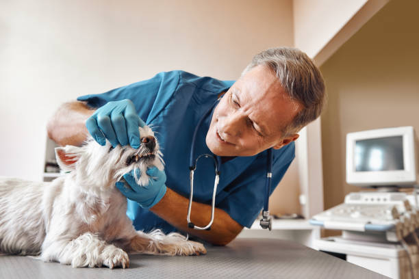 Best Emergency Care for Gum Disease in Harpersville, AL